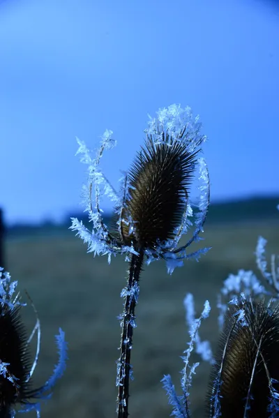 DSC_1010 (Large).JPG